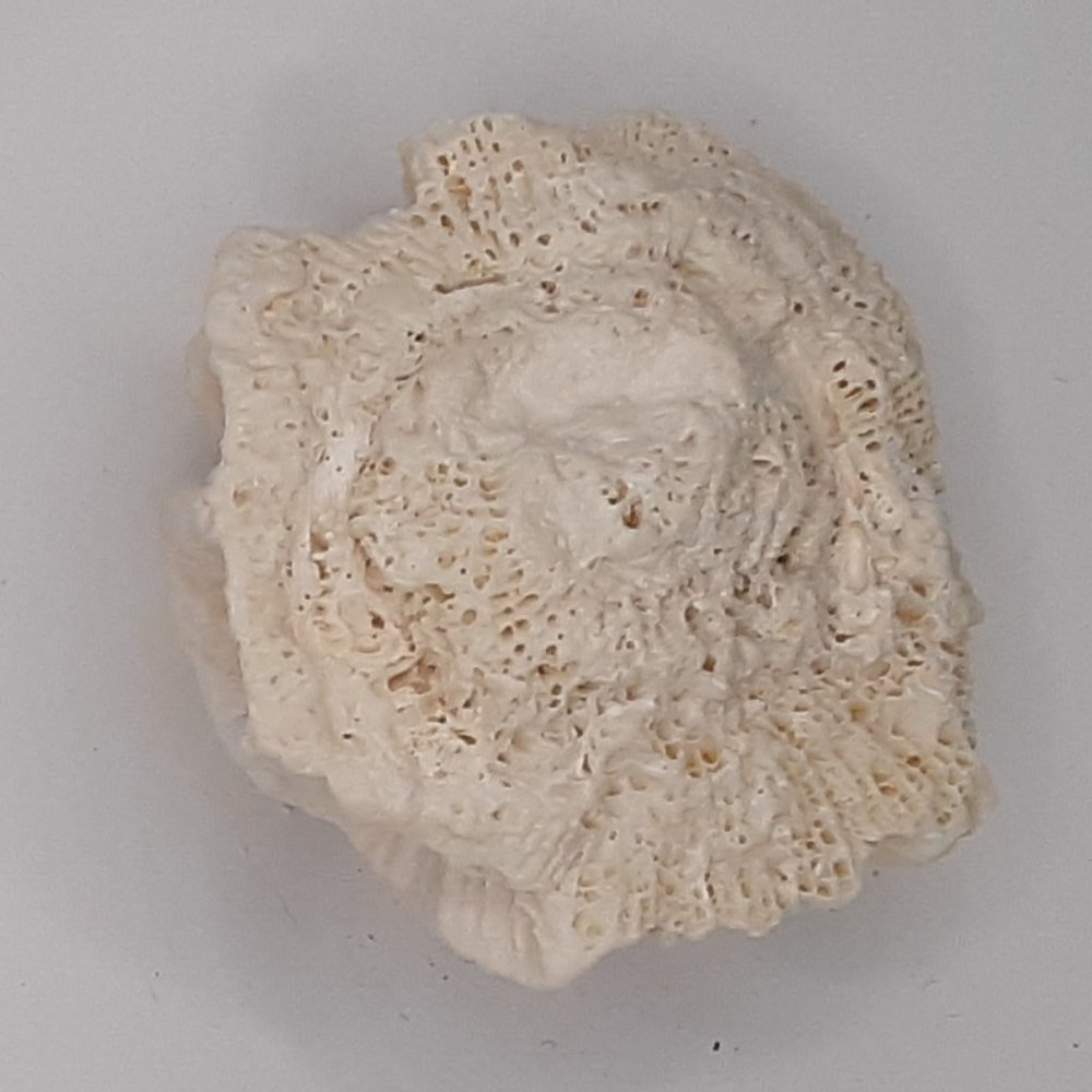 White Rose Coral Manicina Areolata Colonial Species Stony Coral Brain Coral - Picture 9 of 9